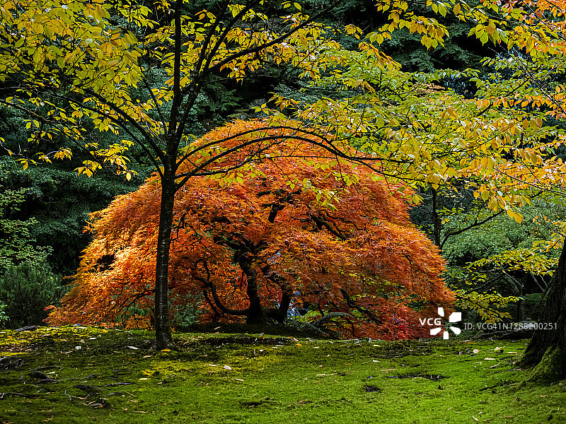 浓烈的秋色图片素材