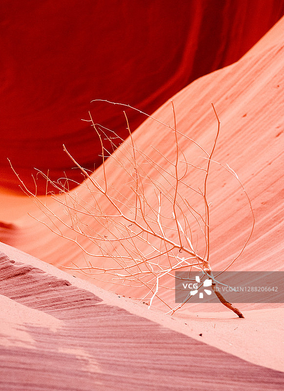 峡谷中的枯树枝图片素材