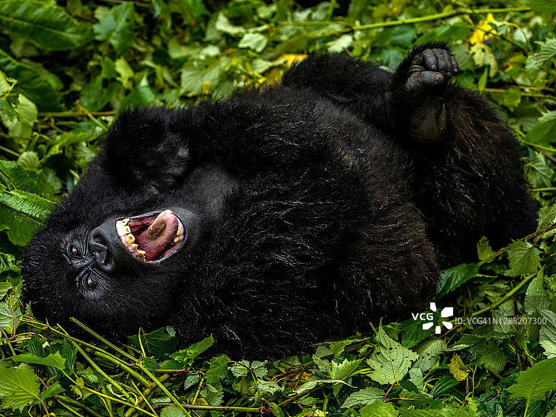 特写：年轻的山地大猩猩仰卧着看着镜头图片素材