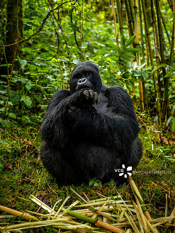 卢旺达火山国家公园的银背山地大猩猩正面照图片素材
