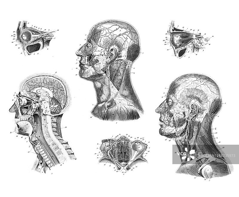 人体头部和颈部解剖结构复古雕刻插图图片素材