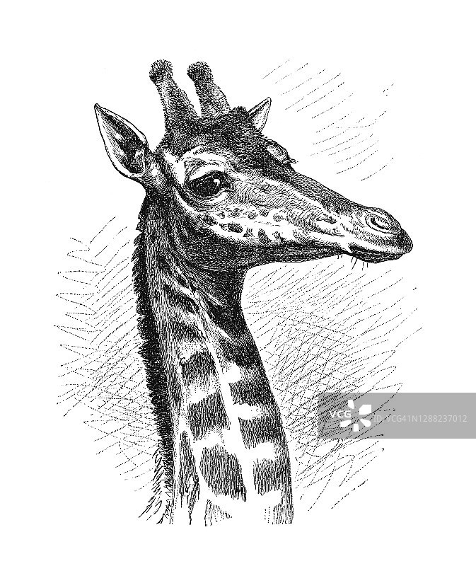 长颈鹿头部老式雕刻插图图片素材