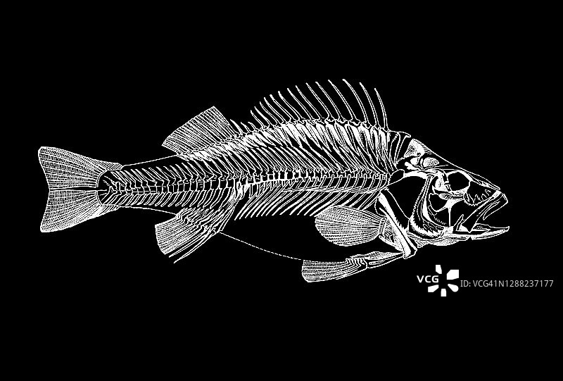 欧洲鲈鱼骨骼的古老雕刻插图图片素材