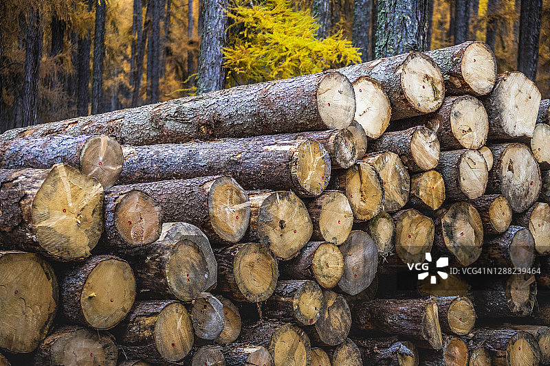 秋色中堆叠的落叶松树干，后方是落叶松林图片素材