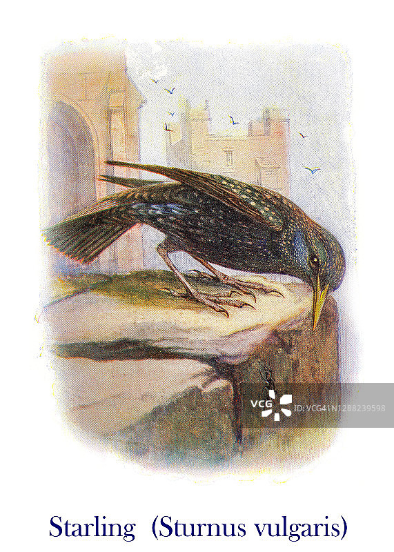 古老鸟类学版画插图：普通椋鸟图片素材
