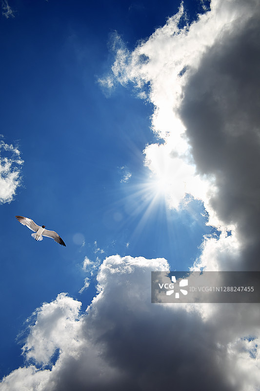 飞过壮丽天空的鸟图片素材