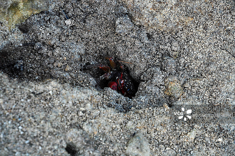穴居沙中的红黄梅氏近缘蟹图片素材
