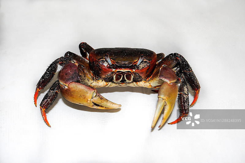 棕色陆蟹（Cardisoma carnifex）图片素材