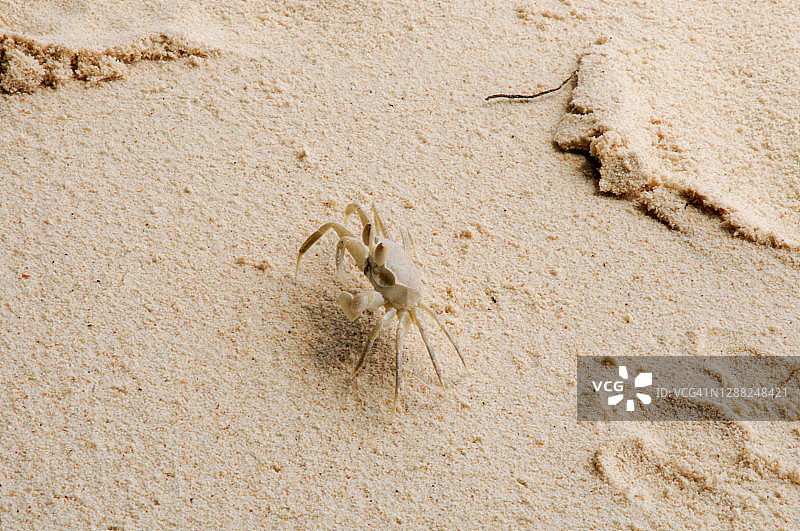 粉色沙滩上的角眼沙蟹图片素材