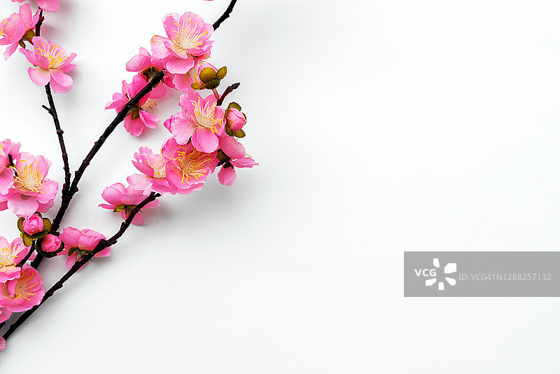 白色背景上的樱花图片素材