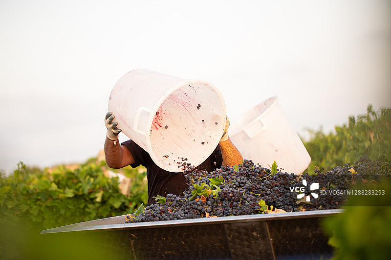 意大利萨伦托/普利亚葡萄采摘图片素材