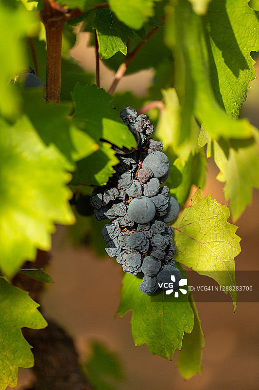 红色普里米蒂沃葡萄图片素材