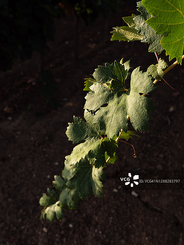 意大利萨伦托的葡萄叶细节图片素材