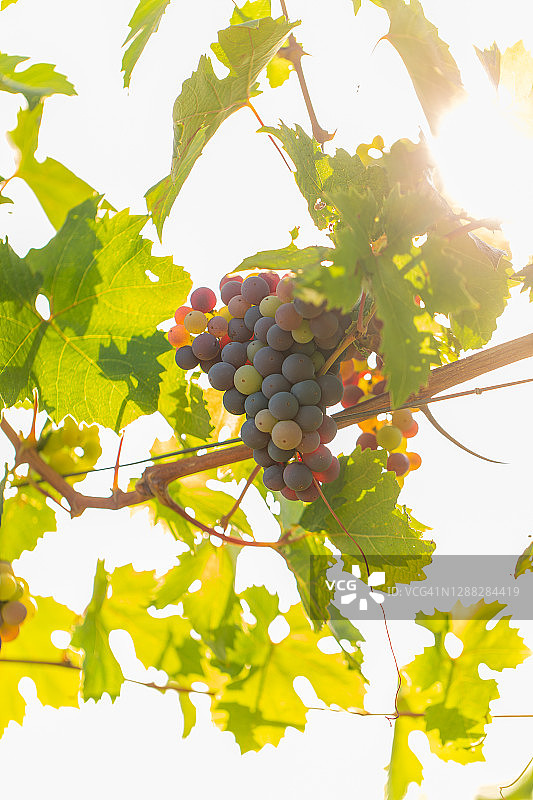 意大利萨伦托/普利亚的红色普里米蒂沃葡萄图片素材