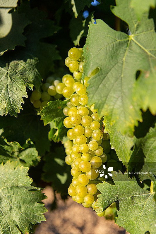 意大利萨伦托/普利亚的白色葡萄图片素材