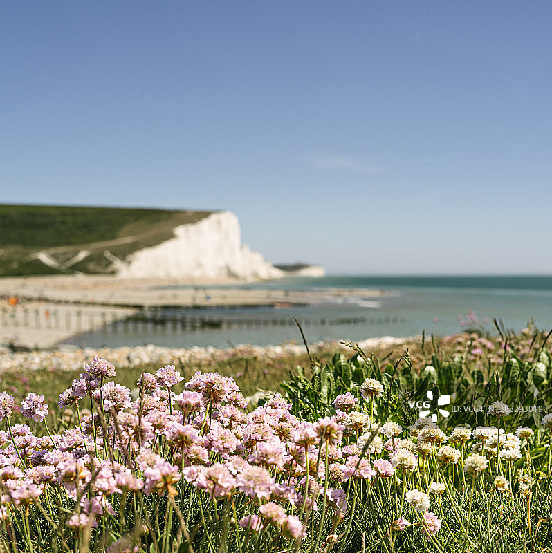东萨塞克斯白色悬崖前景鲜花图片素材
