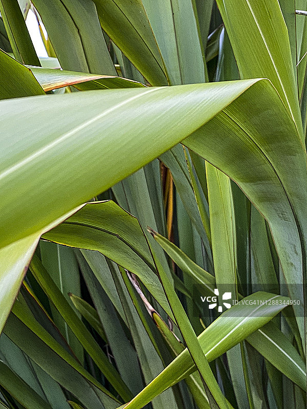 新西兰亚麻植物特写图片素材