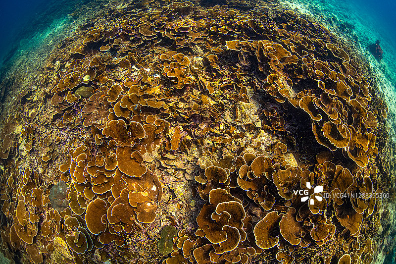 漂白的珊瑚图片素材