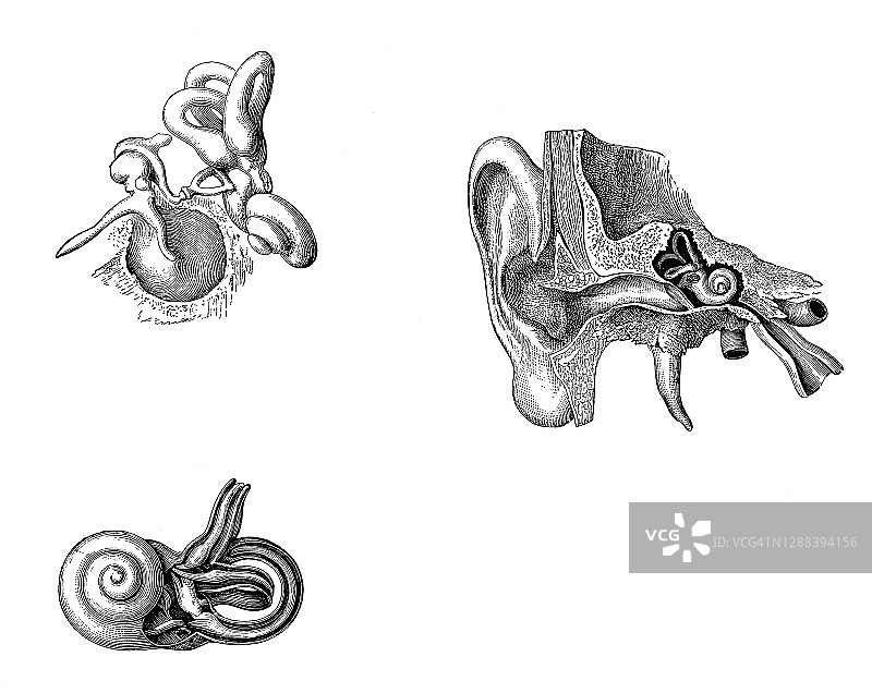 人耳古版画图片素材