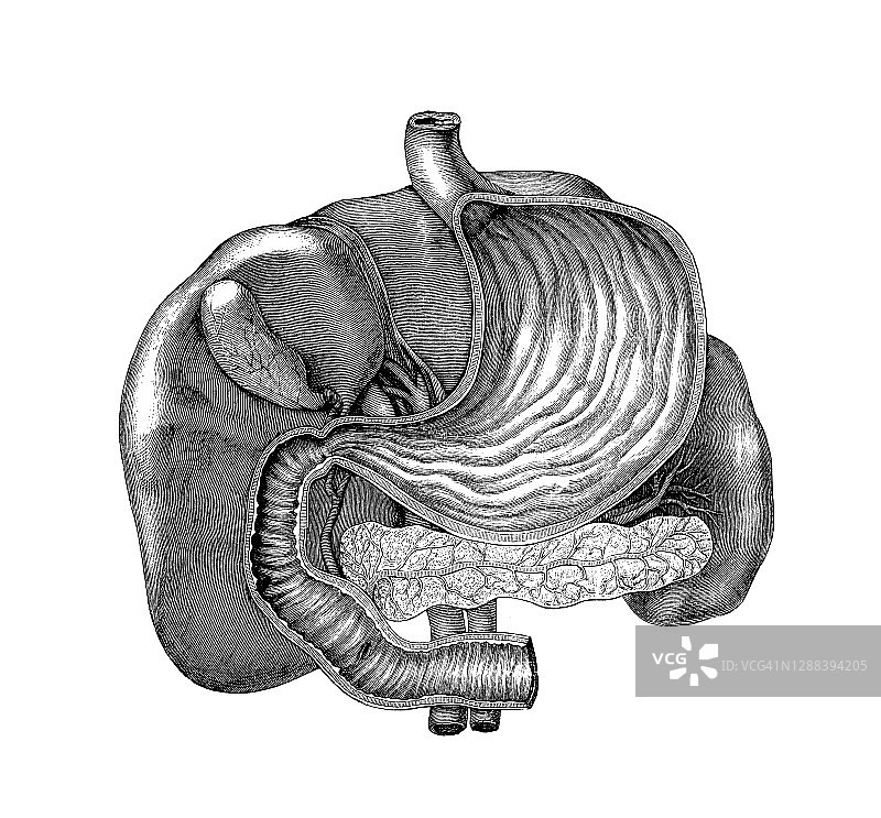 老式雕刻插图：人体肠道内脏图片素材