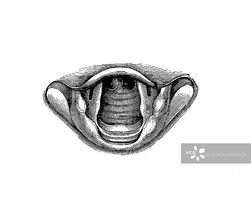 喉部旧版画图片素材