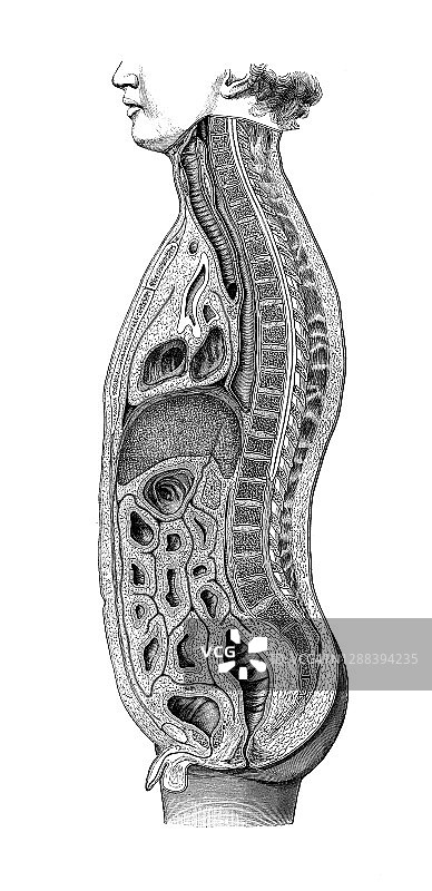 老式雕刻插图：人体肠道内脏图片素材