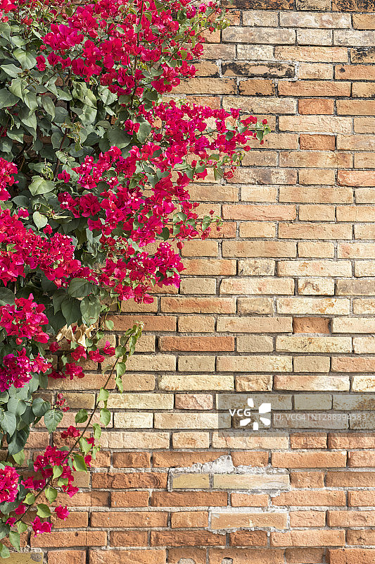 带角落花朵的砖墙背景图片素材