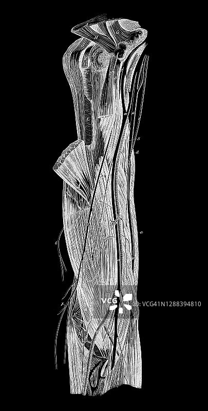 人手肌肉和静脉系统的古老雕刻插图图片素材