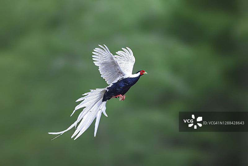 飞行鸟类：雄性白鹇图片素材