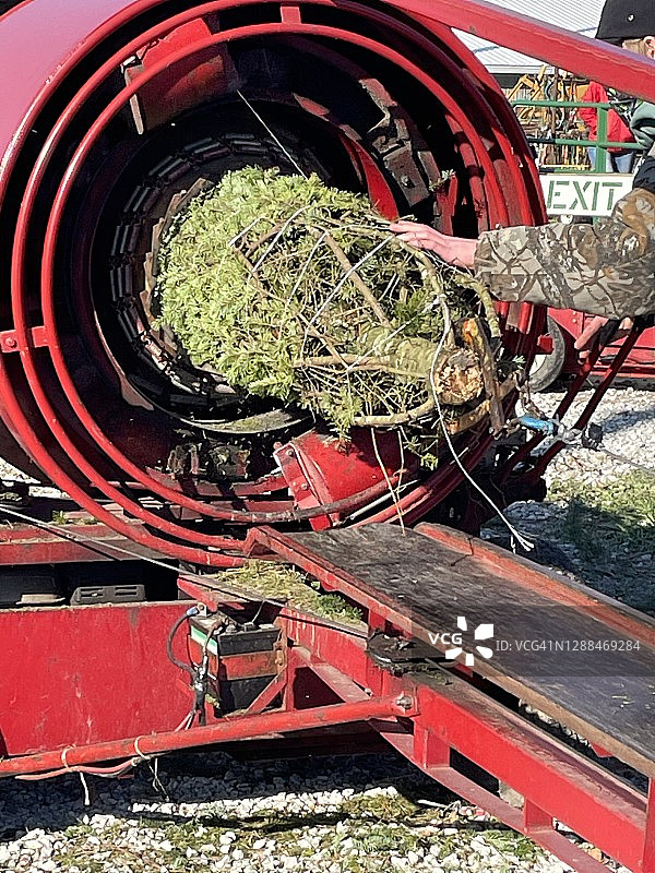 操作圣诞树打包和网套机的人图片素材