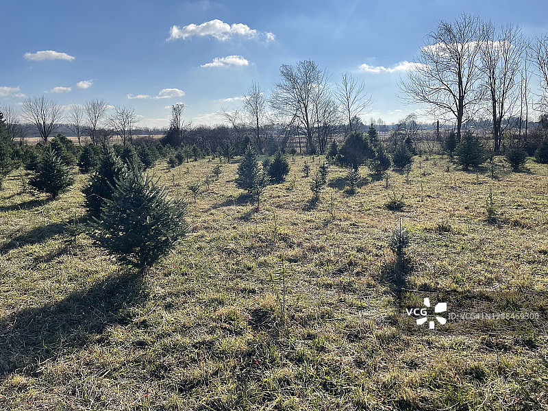 自营圣诞树农场图片素材