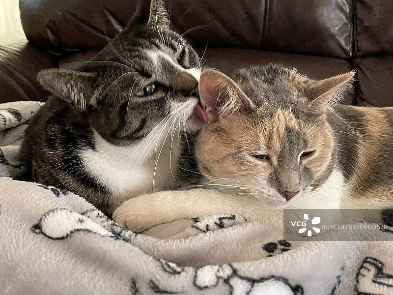 清洁猫（猫科动物）图片素材