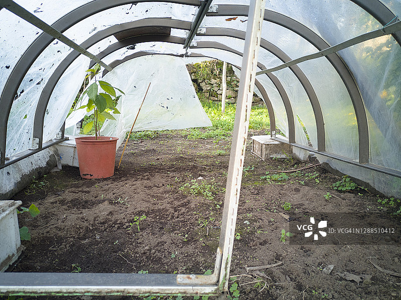 花园里的小温室图片素材