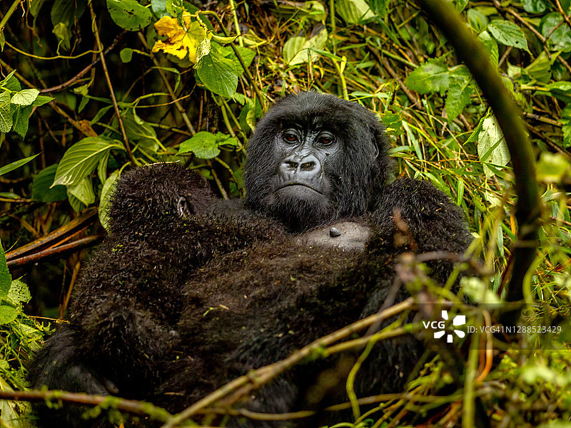 在卢旺达火山国家公园里给小猩猩喂奶的母山地大猩猩图片素材
