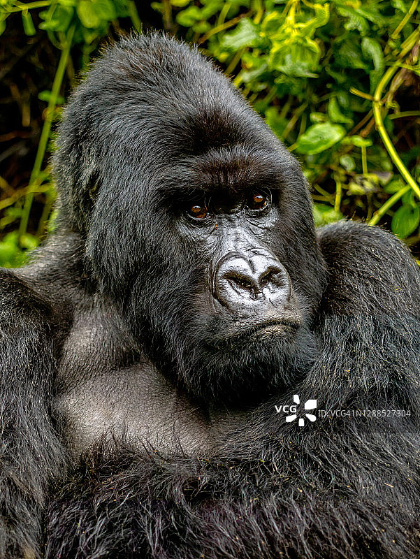 卢旺达火山国家公园银背山地大猩猩特写图片素材