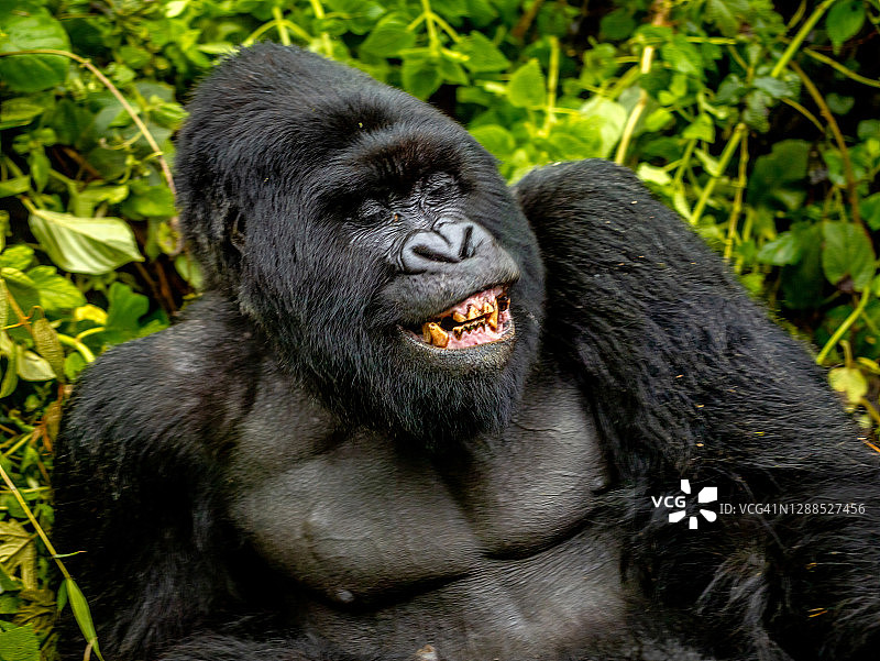 银背山地大猩猩大笑特写肖像图片素材