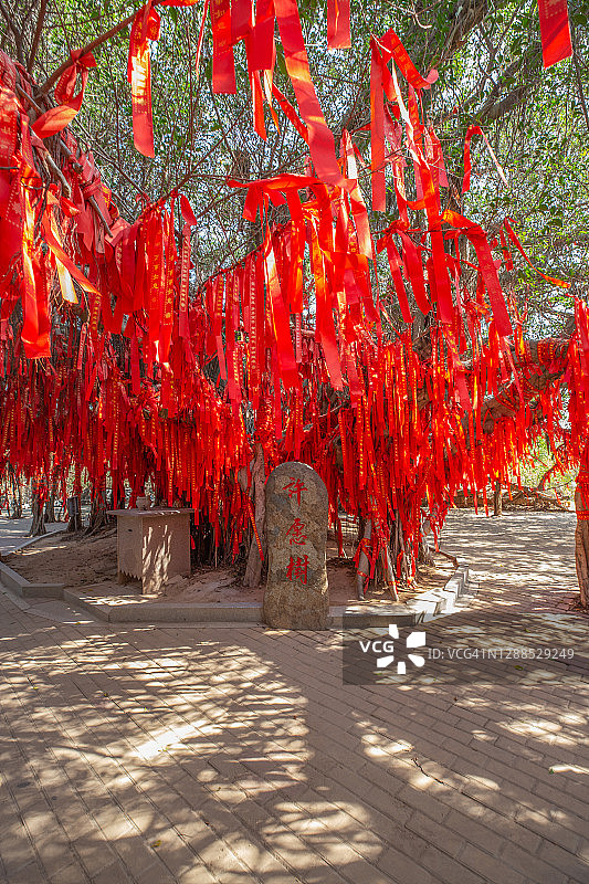 中国传统文化：系在巨大榕树上的祈福红丝带图片素材