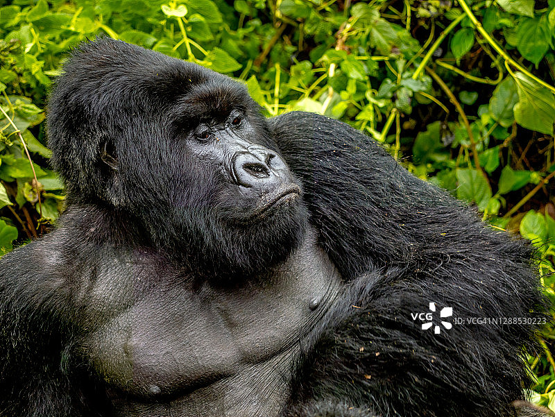 在卢旺达森林中休息的银背山地大猩猩特写图片素材