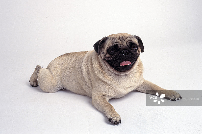 巴哥犬图片素材