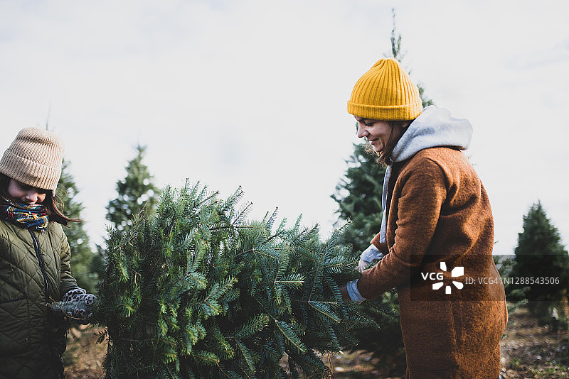 母女搬运刚砍伐的圣诞树图片素材