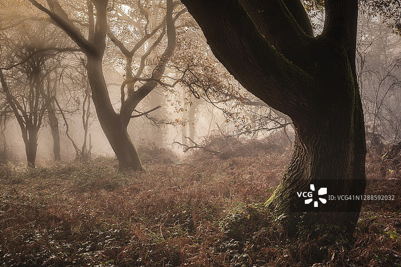 裂谷VI图片素材