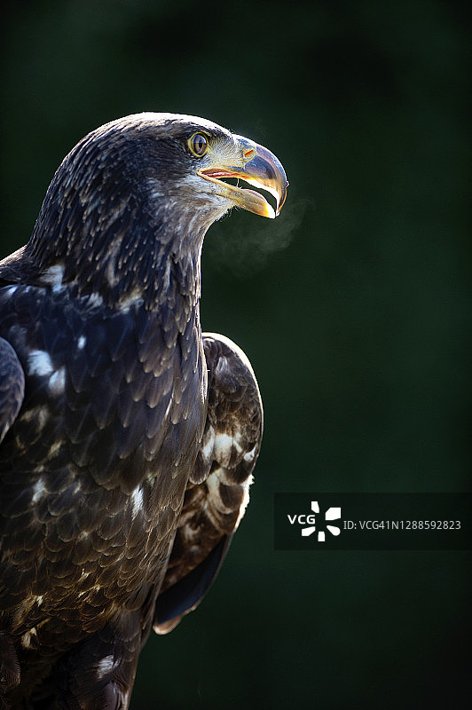 美丽的金雕猛禽特写图片素材