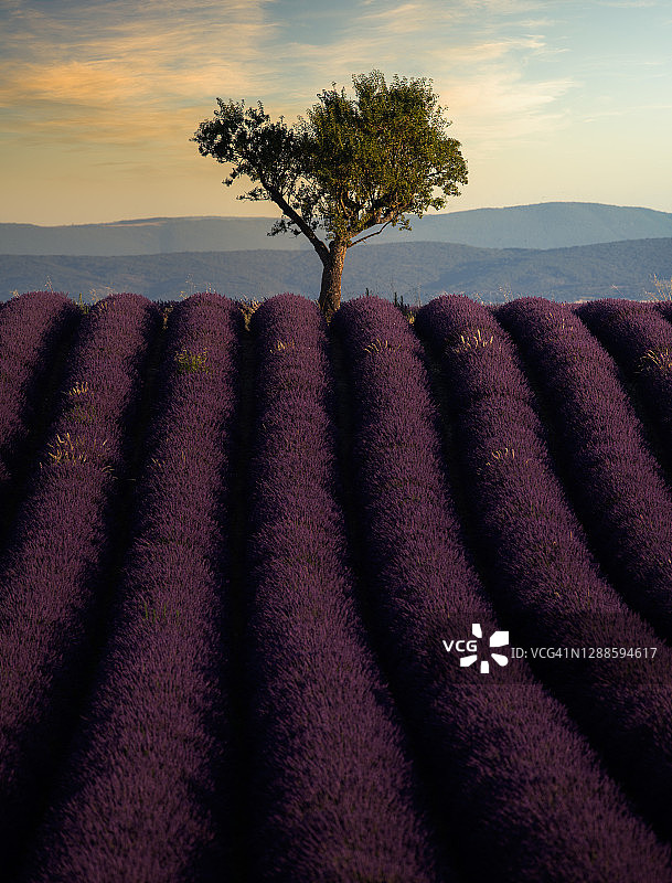 法国普罗旺斯的薰衣草田和一棵孤树图片素材