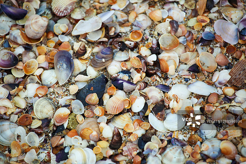 贝壳纹理背景图片素材