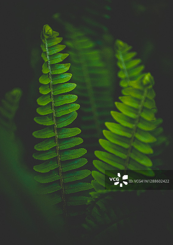 蕨类背景图片素材