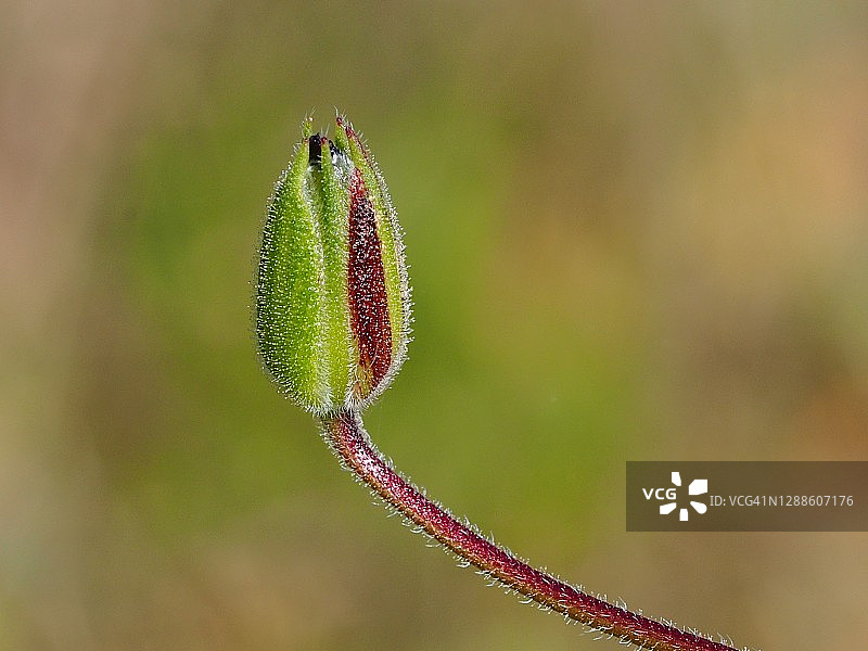 长喙老鹳草图片素材