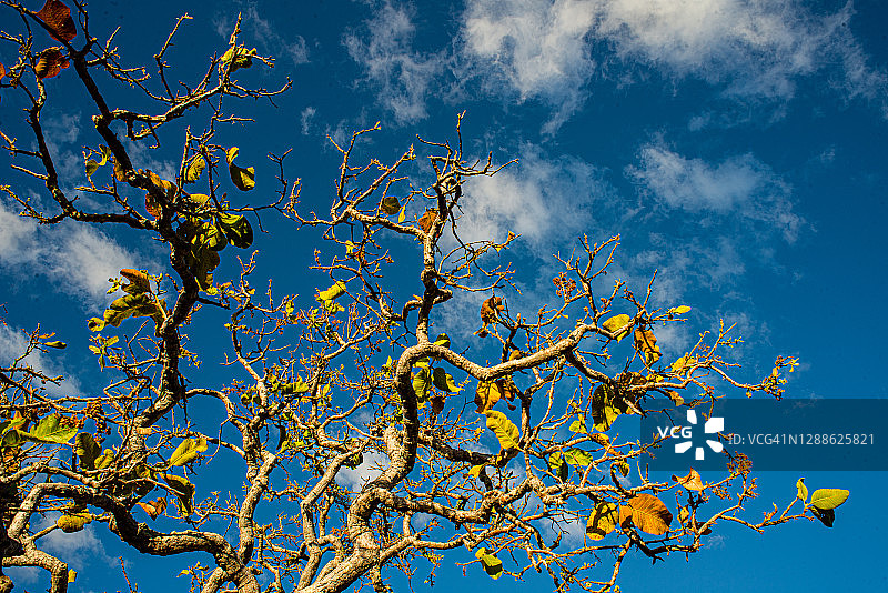 塞拉多树图片素材