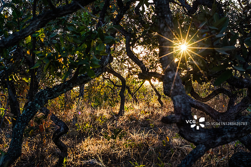 巴西塞拉多草原图片素材