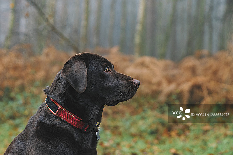 森林里漂亮的巧克力色拉布拉多犬的侧面图片素材