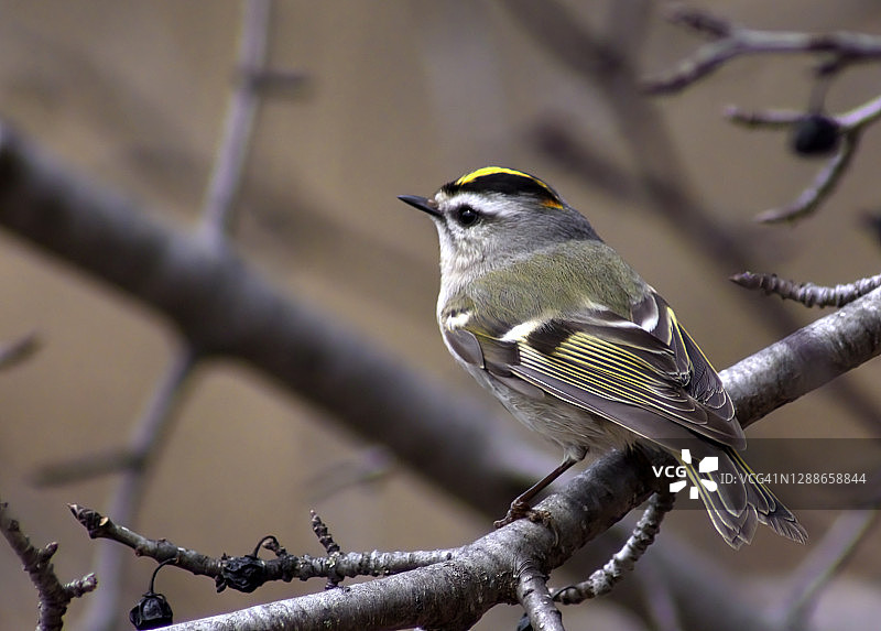 戴菊鸟图片素材